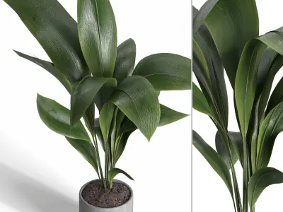 indoor plant 021 3D model