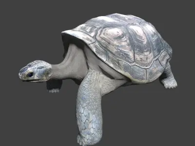 Giant tortoise 3D model