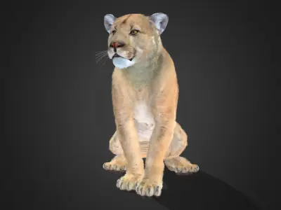 Cougar - Puma Realistic Animated 3D model