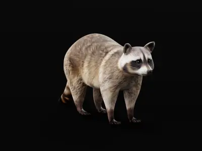 Common Raccoon Mammal Low-poly 3D model