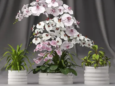 Orchid arrangement with plants 3D model
