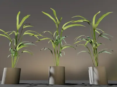 indoor pot plant  Low-poly 3D model