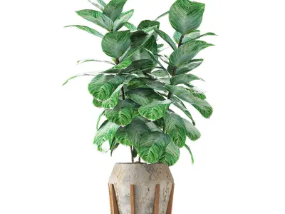 Collections Plants 02 3D model