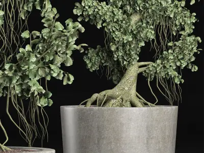 Plants Collection 147 Sageretia Theezans Mini Bonsai 3D model