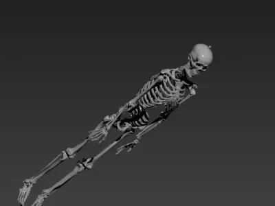 Human Skelton Realistic 3d model 3D model