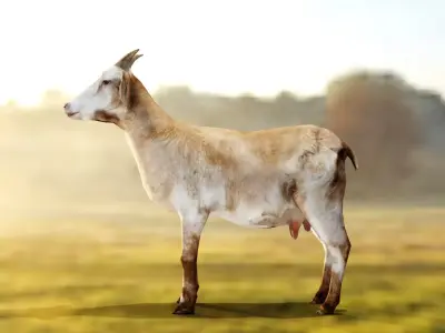 Goat - Male and Female Low-poly 3D model