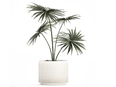 Beautiful fan palm in a flower pot for decoration 1282 3D model