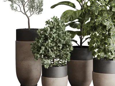 Collection indoor plant ficus lyrata monstera longhi godwin vase 3D model