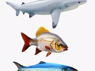 fishes set 3D Model Collection