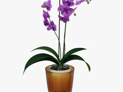 Orchid flower in a pot 3D model