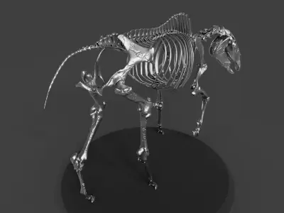 Silver Horse Skeleton 3D model