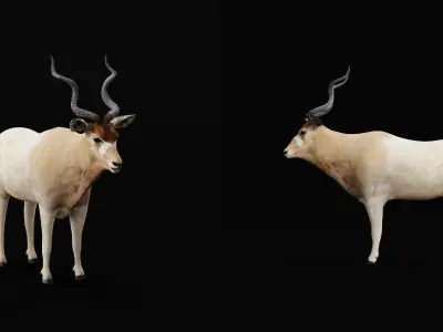 Addax White Antelope Low-poly 3D model