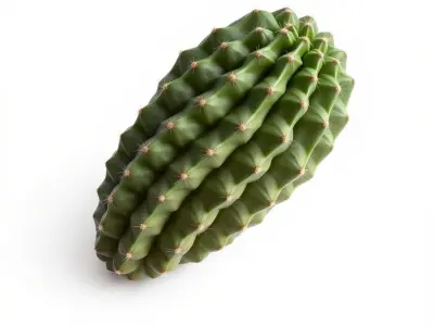 Cactus Wrinkled Overlapping Segments model pack Low-poly 3D model