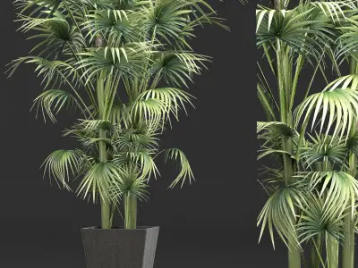 Plants Collection 191 Sabal Minor 3D model