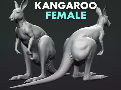 Kangaroo Female 3D model