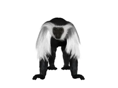 Colobus monkey with realistic fur Low-poly 3D model