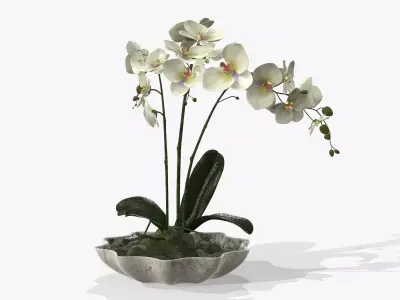 Orchidaceae orchid in vase 3D model