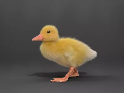 Duckling Animated VFX Grace 3D model