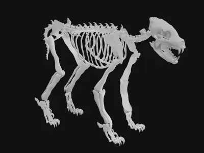 Hyena skeleton 3D model