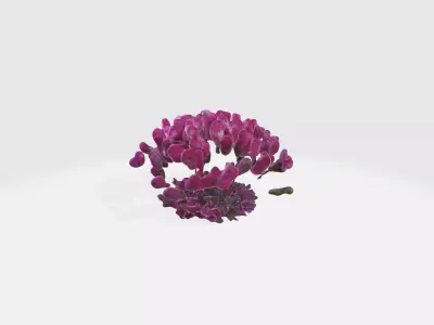 Dianthus Flowers Low-poly 3D model