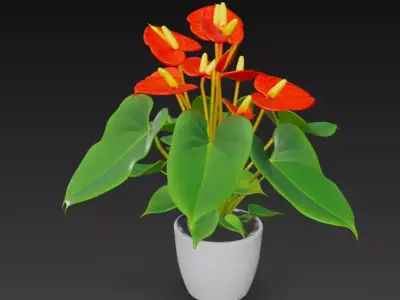 Anthurium Plant Pot 3D model