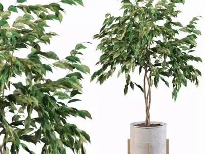 Ficus benjamina 3D model