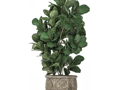 Ficus tree in classic flowerpots for the parks and garden 492 3D model