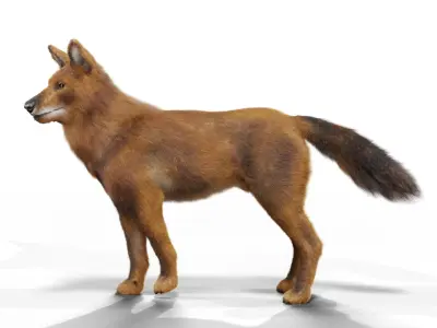 Indian Wild Dog Rigged 3D Model Low-poly 3D model