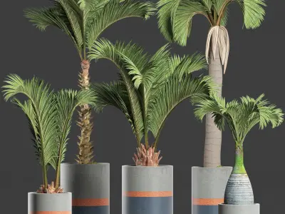 Plants Collection 196 Palms 3D model