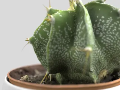 Cactus Decorative Vase 3D model