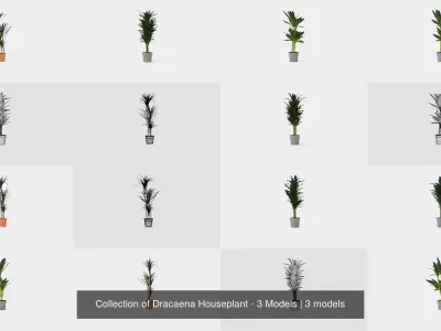 Collection of Dracaena Houseplant - 3 Models