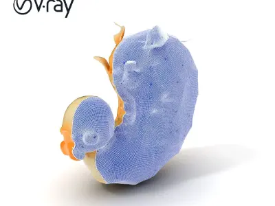 Embryo Model Pack with Detailed Anatomy Low-poly 3D model