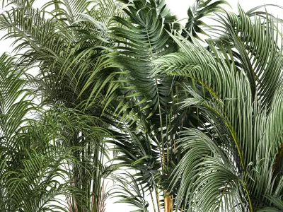 Set Of Beautiful Howea Palms In White Pots Neanthe 1408 3D model