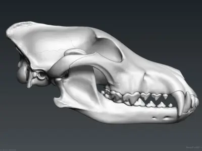 3D Wolf Skull - Highpoly sculpture 3D model