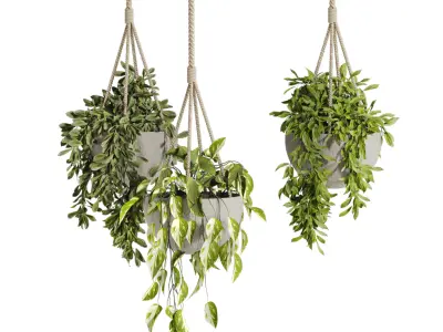 hanging Plants Set 3D model