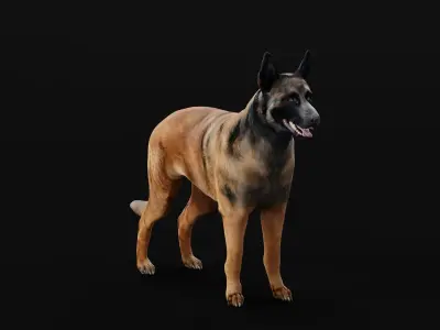 Belgian Shepherd Tervuren Dog Breed 3D model