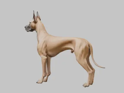 A majestic Great Dane Low-poly 3D model