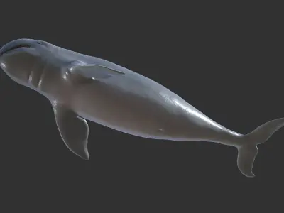 Irawaddy Dolphin Low-poly 3D model
