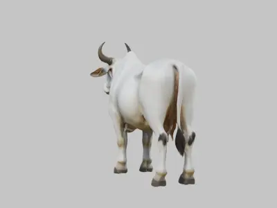 White Cow Bull 3D Model High Detail Low-poly 3D model