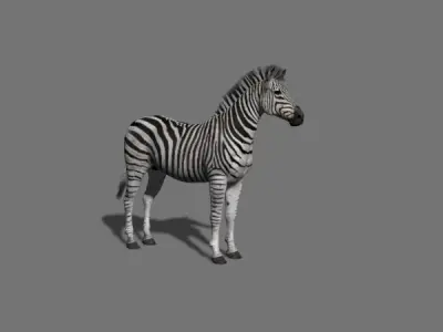 Photoreal HD Zebra - 3d model 3D model