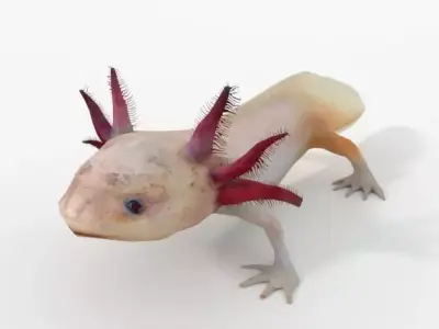 Axolotl gecko Low-poly 3D model