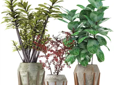 Collections Plants 02 3D model