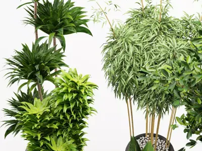 Modern Indoor Plants Set with Black Pots 3D model