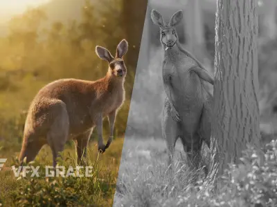 Female Kangaroo Animation VFX Grace 3D model