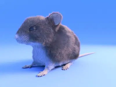 Mouse - grey brown white fur - Xgen - realistic style - rigged Low-poly 3D model