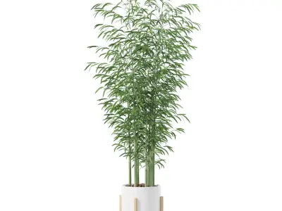 Bamboo in modern flower pot 3D model