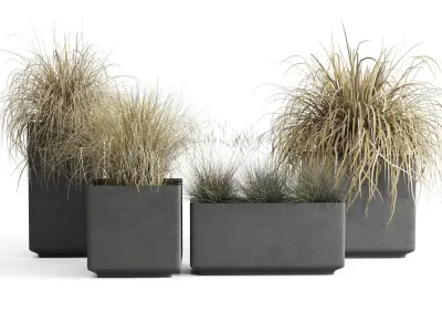 Dried Ornamental Cereal Plants 3D model