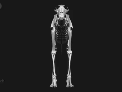 Cheetah And White-tailed Deer skeletons 3D model