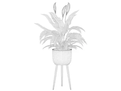 Peace Lily 01 3D model