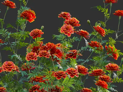 Tagetes - Marigold 3D model